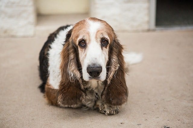 A Basset Hound holds the record for the longest ears on a dog.