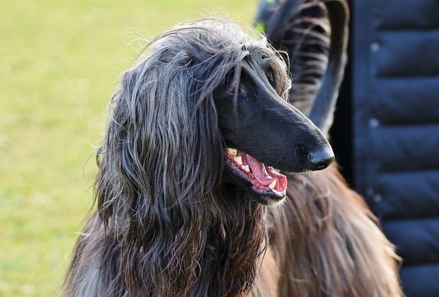 Afghan hounds may be stubborn, but their adorable long ears make up for it.