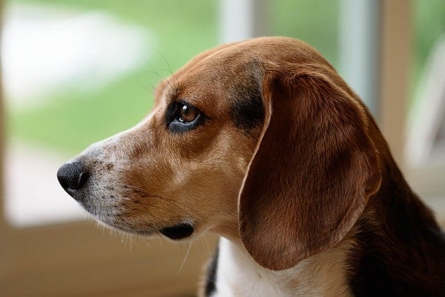 Beagles have long ears, like with most hounds.