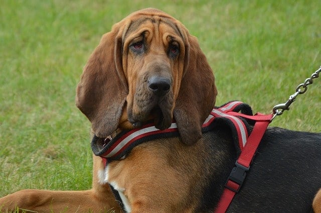 Bloodhounds have some of the longest ears in the dogdom.