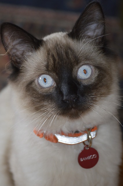 balinese kat met blauwe ogen