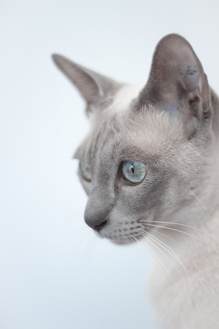 een tonkinese kat met felblauwe ogen