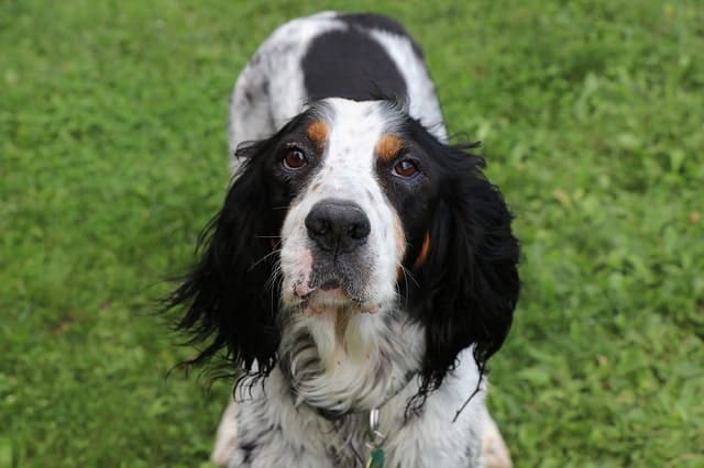 English setters are lively and part of the setter family.