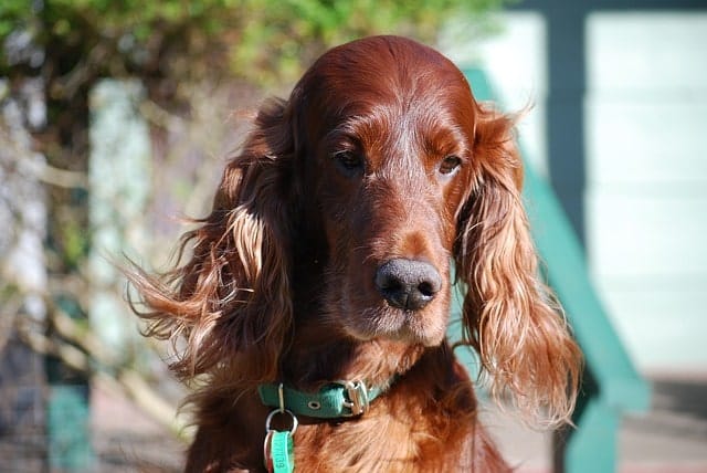 Irish Setters are long eared red dogs.