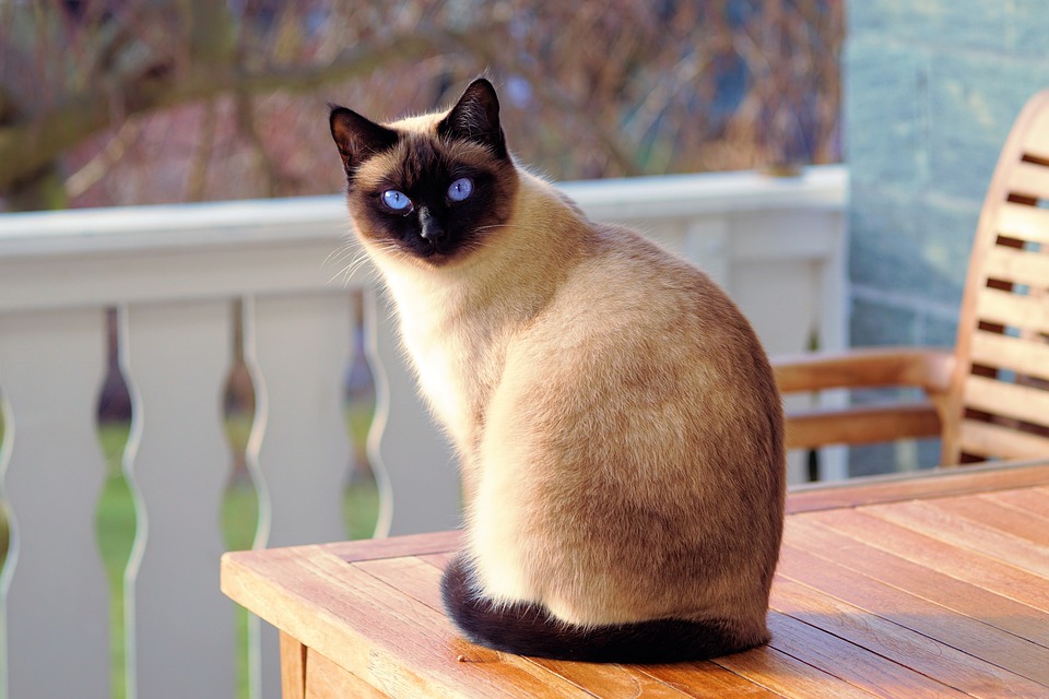 foto van een siamese kat