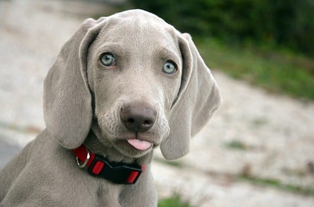 Weimaraners are known for their blue eyes, gray coat and long ears.
